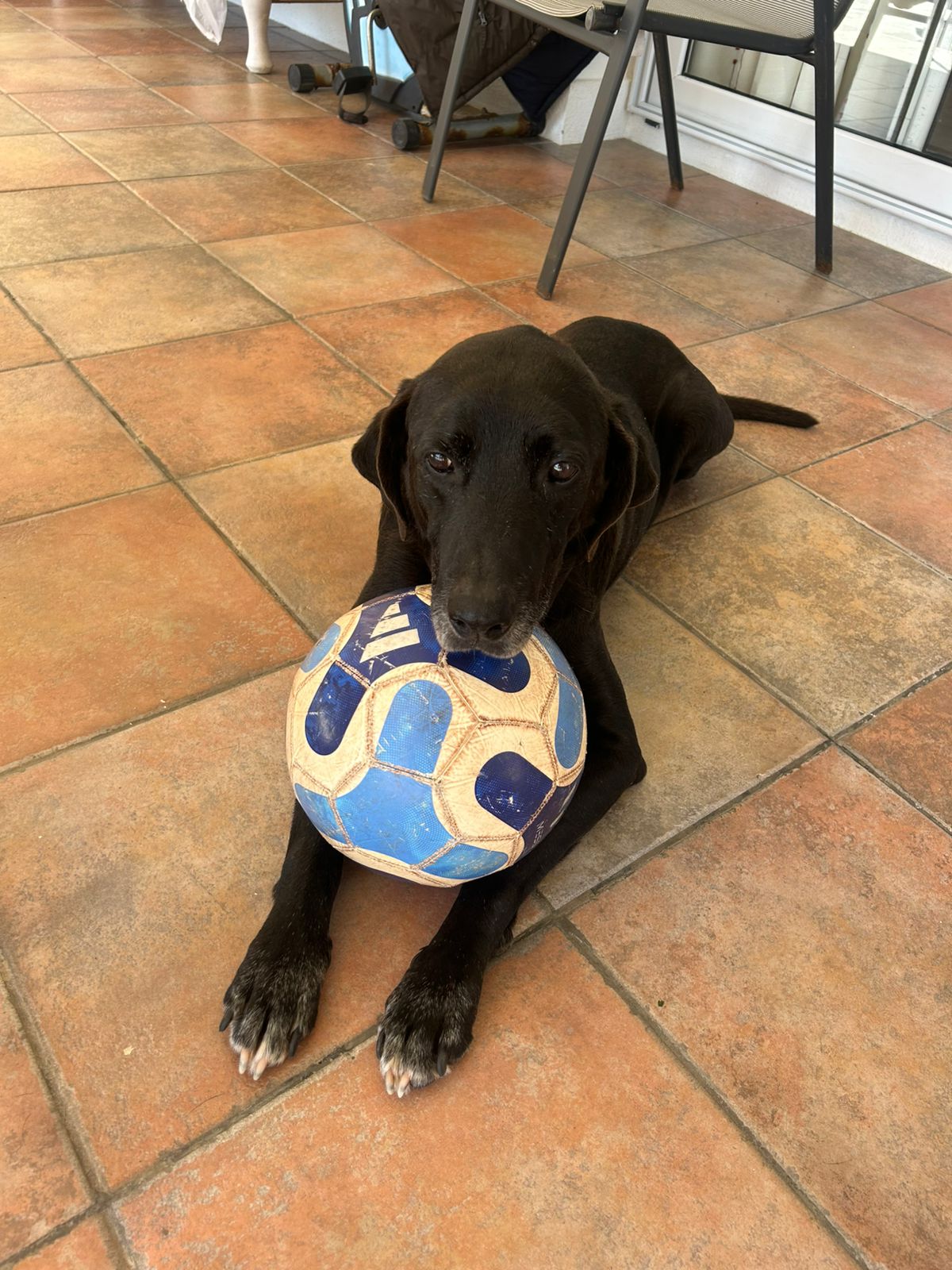 mi perro