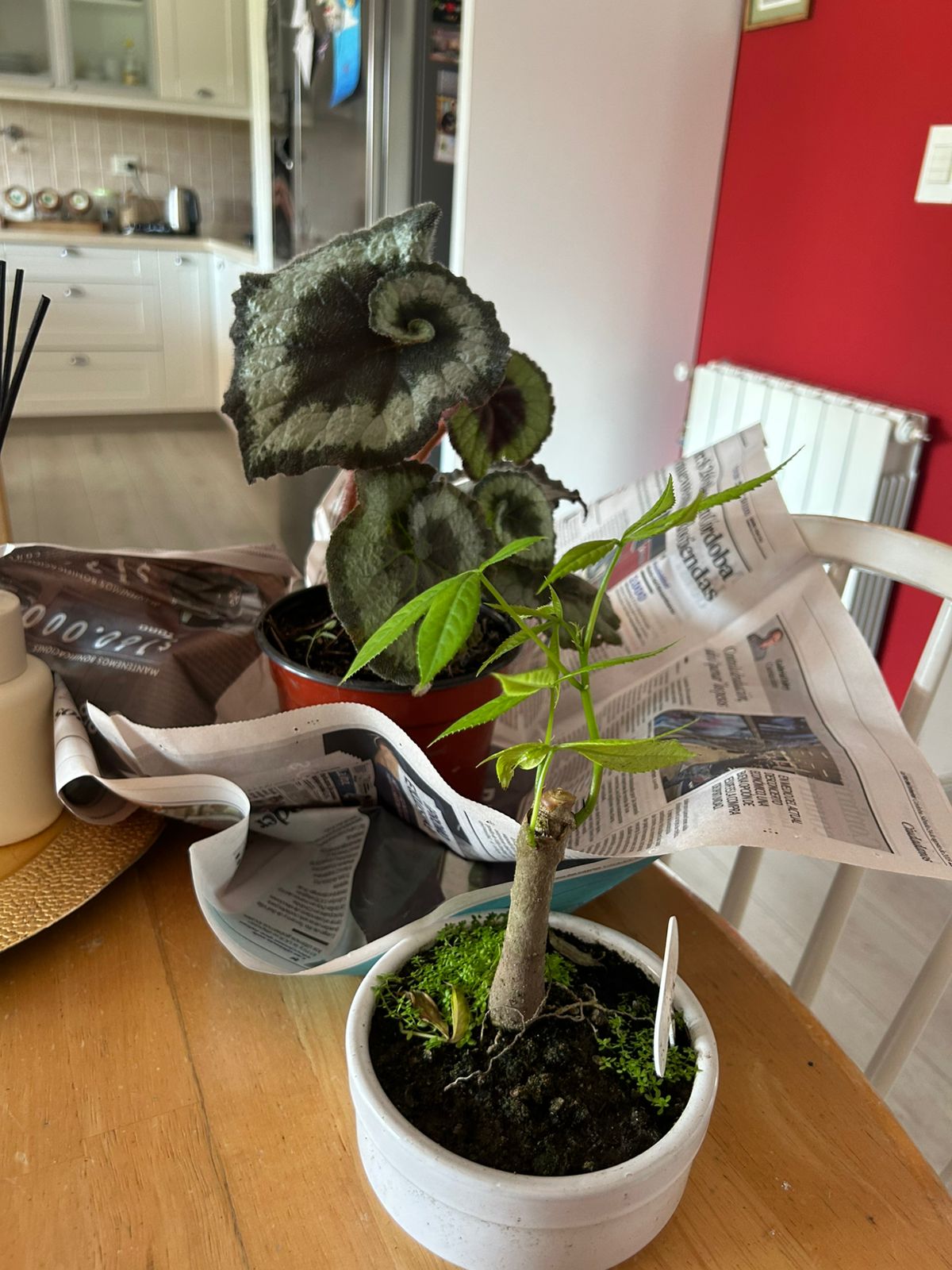 plantas